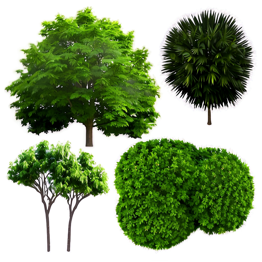 Tree Top View For Landscape Design Png Ncf