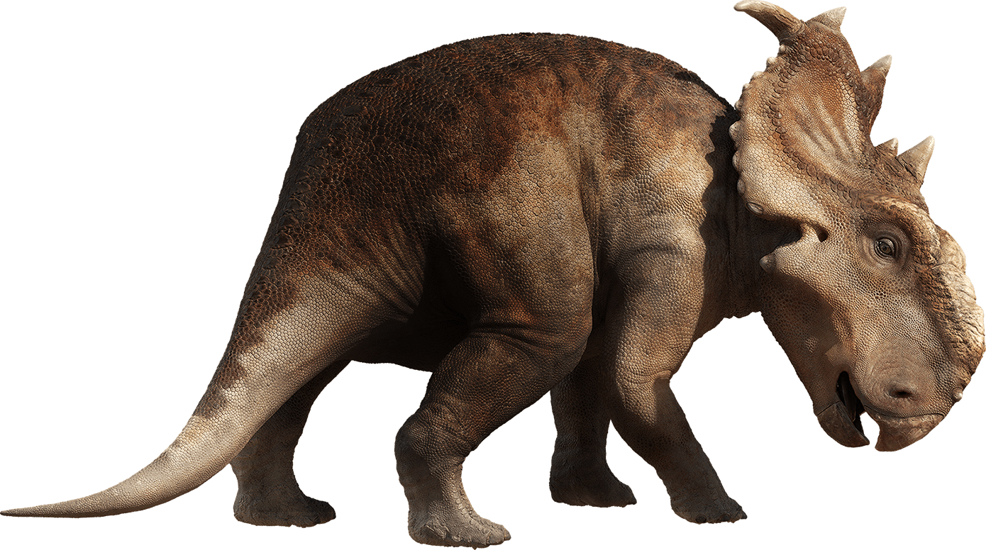 Triceratops Dinosaur Illustration