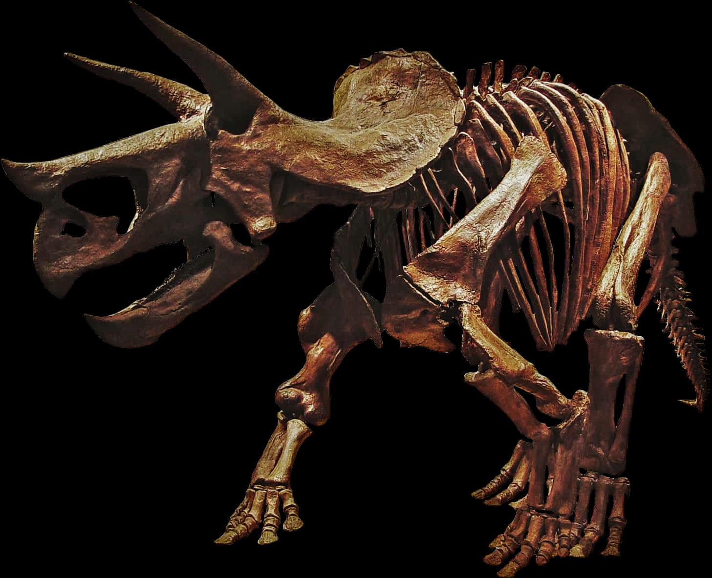 Triceratops Skeleton Exhibit