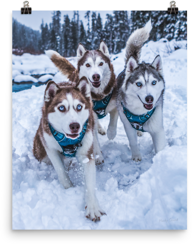 Trioof Huskiesin Snow