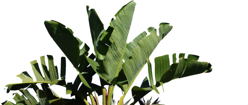 Tropical Banana Leaves Against Sky