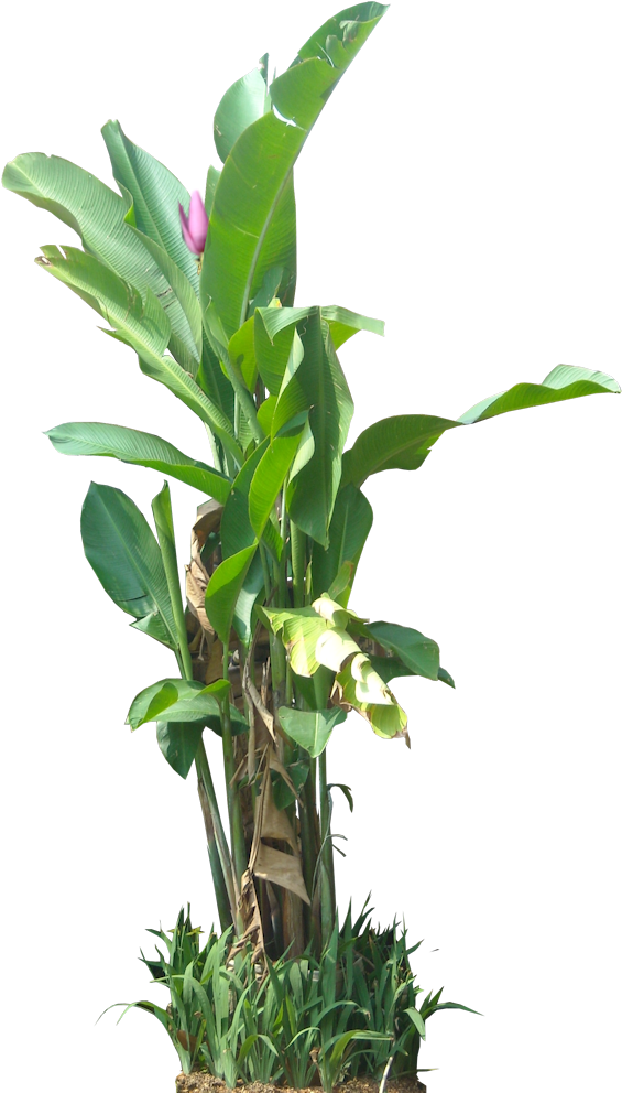 Tropical Banana Tree With Flower