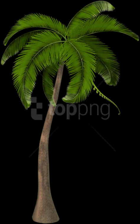 Tropical Coconut Tree Illustration