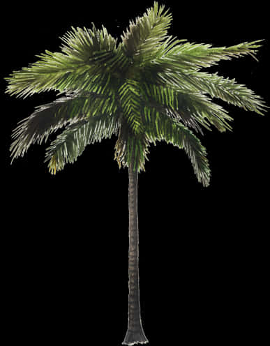 Tropical Coconut Tree Illustration