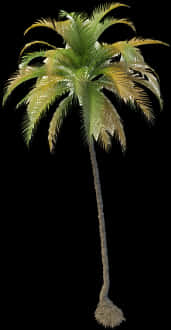 Tropical Coconut Tree Isolated