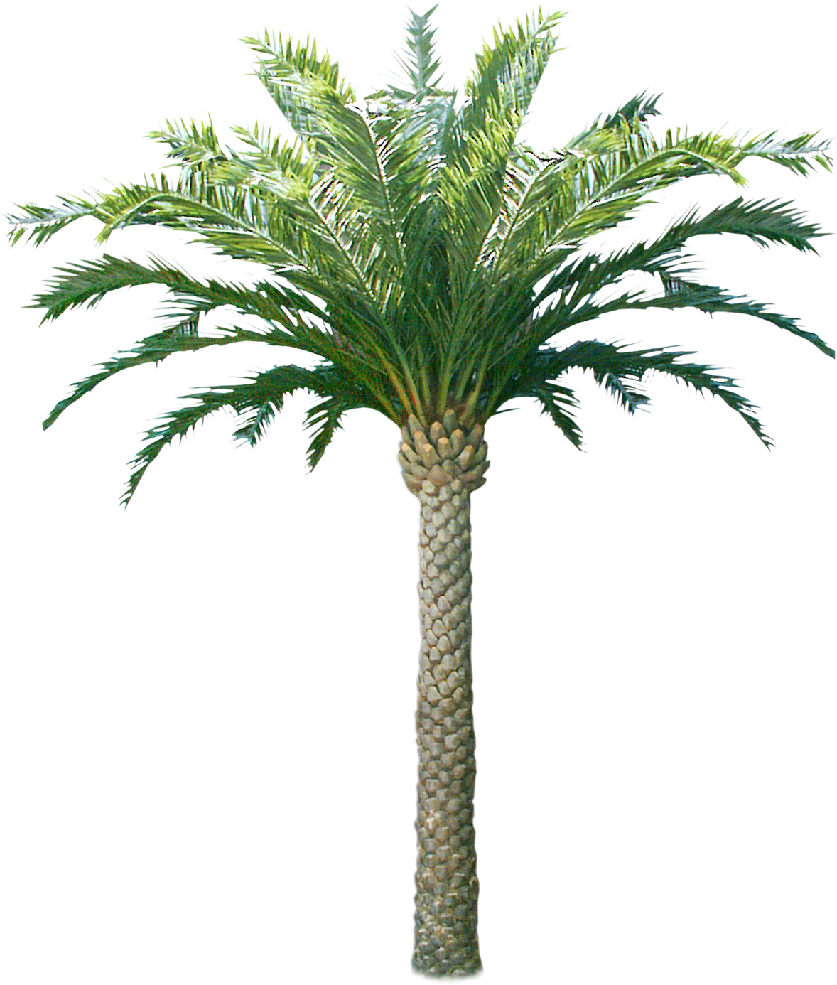 Tropical Coconut Tree Isolated