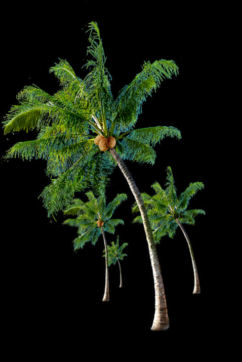 Tropical Coconut Trees Against Black Background