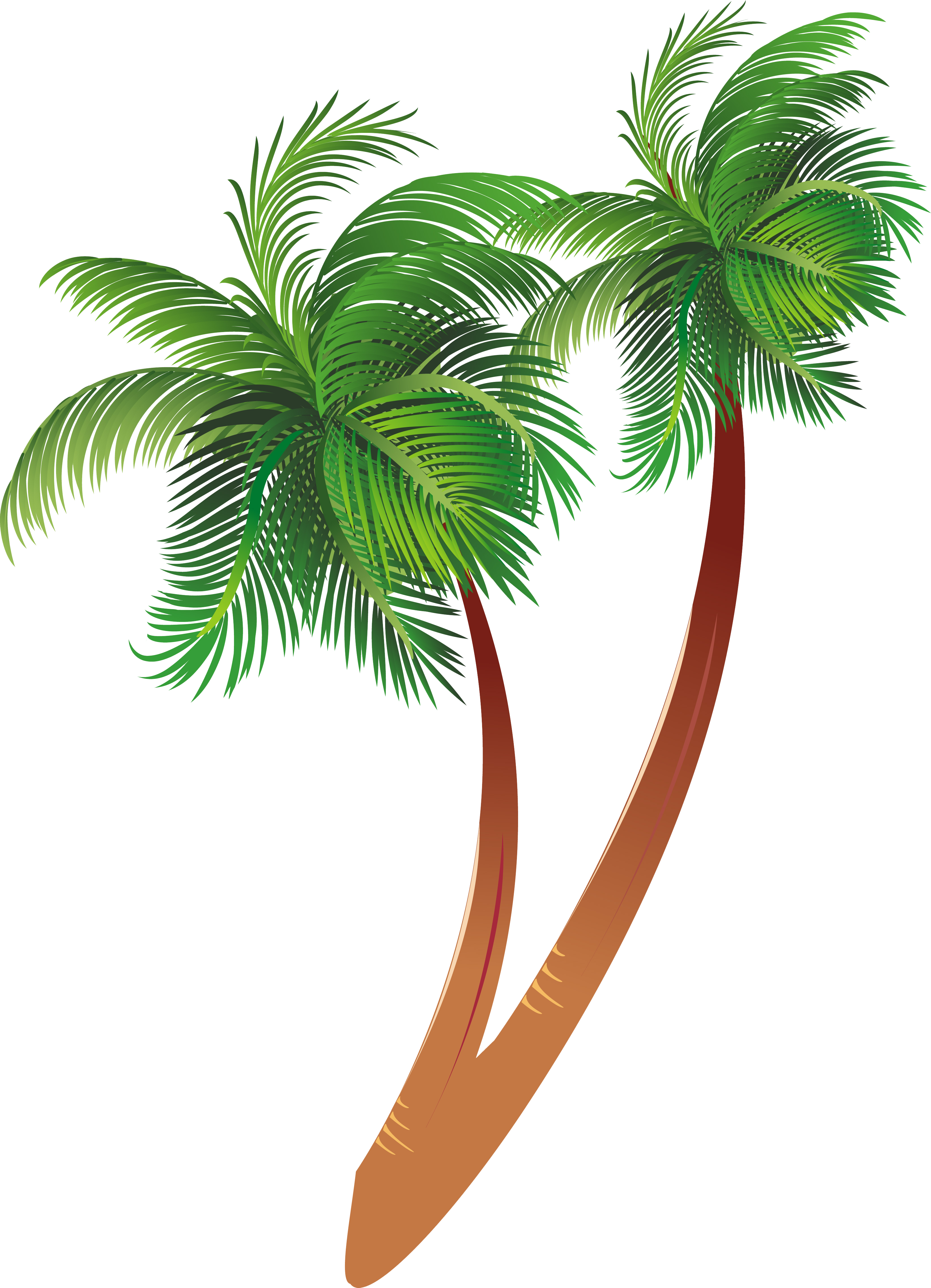 Tropical Coconut Trees Illustration