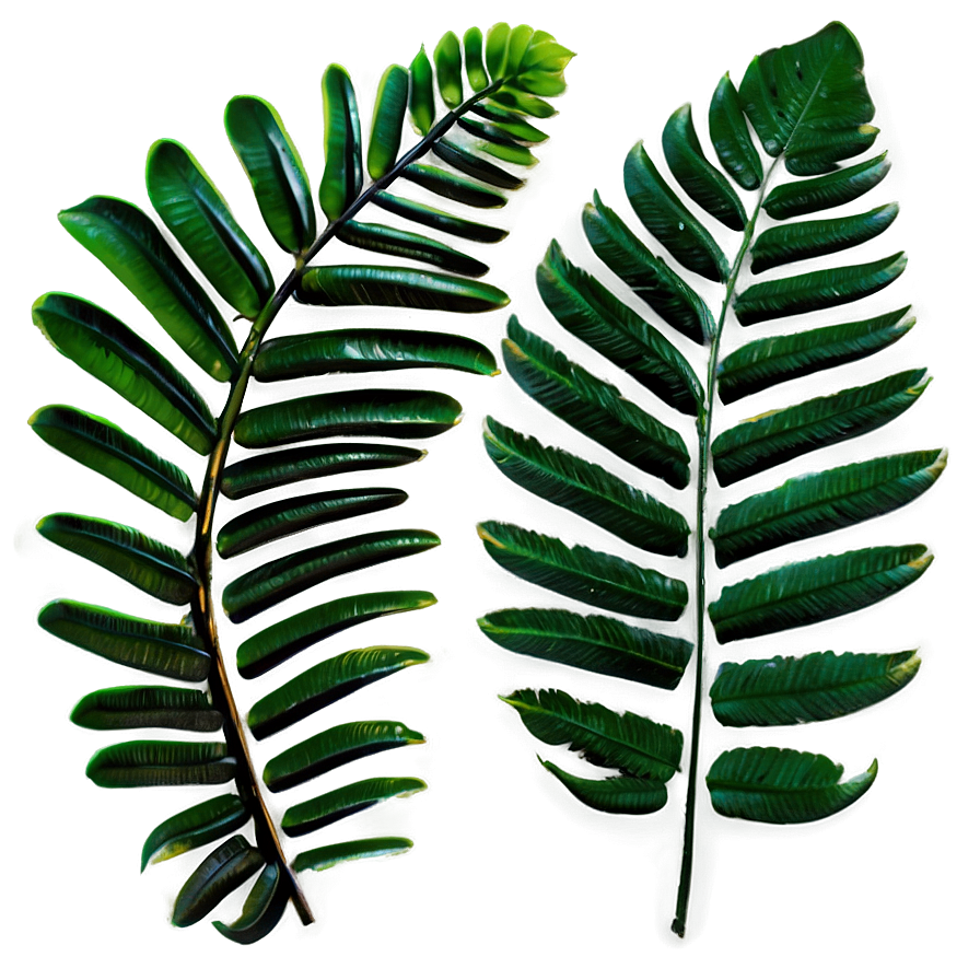 Tropical Ferns Png 21