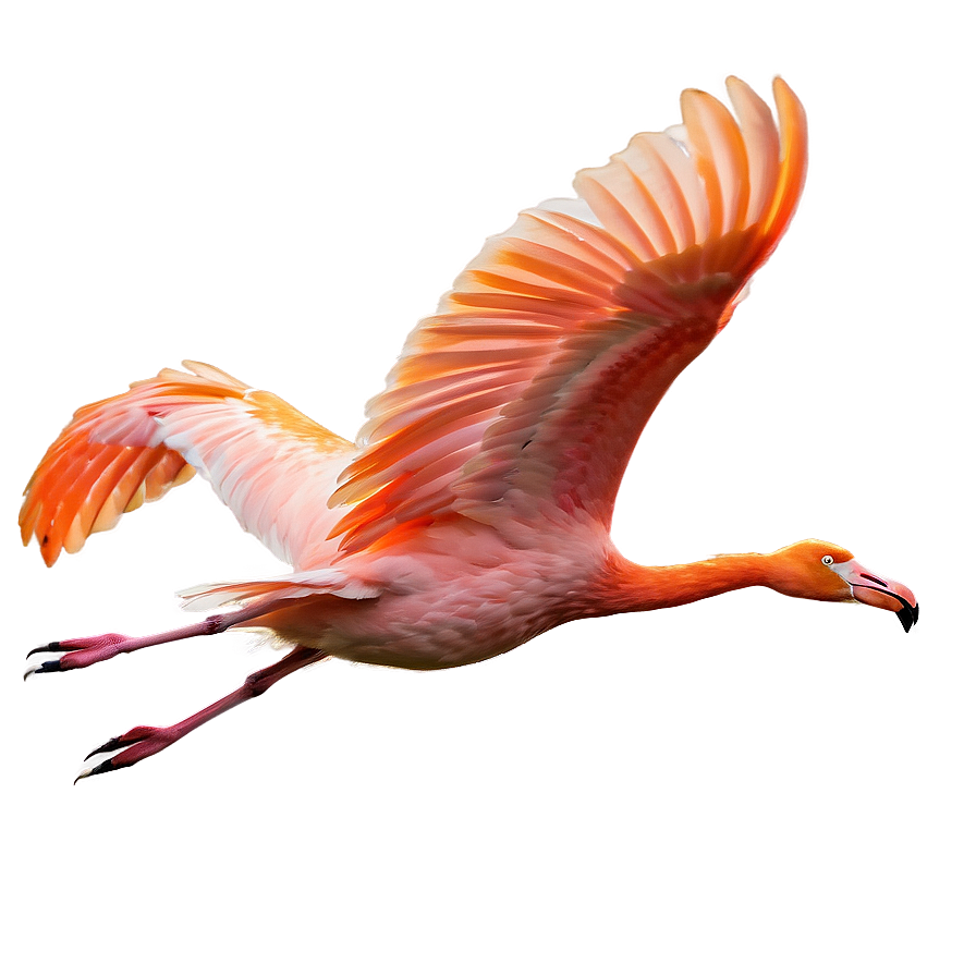 Tropical Flamingo In Flight Png 06272024