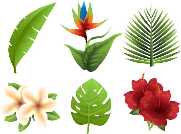 Tropical Flora Collection