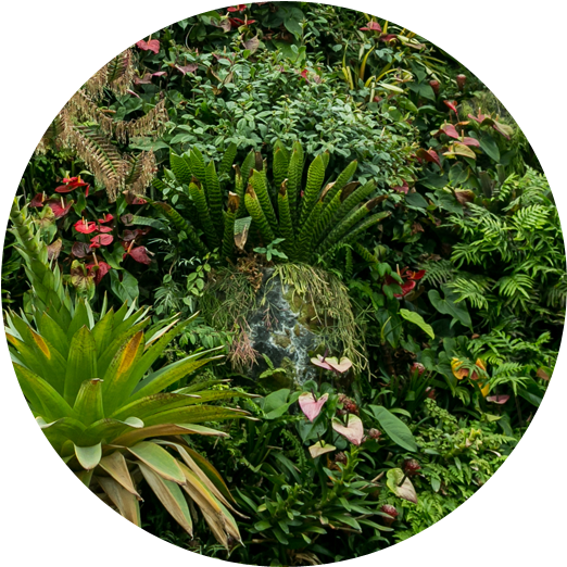 Tropical Garden Diversity.jpg