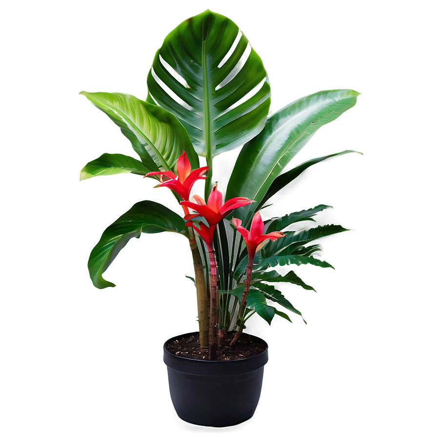 Tropical Garden Plants Png Noj