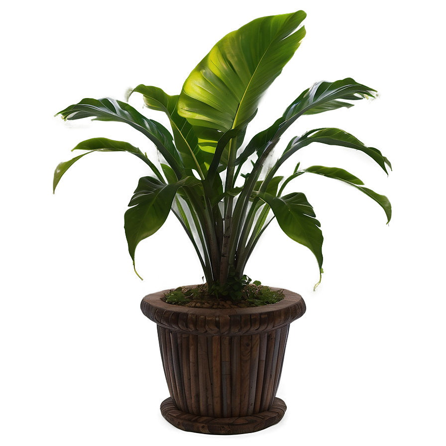 Tropical House Plants Png 84