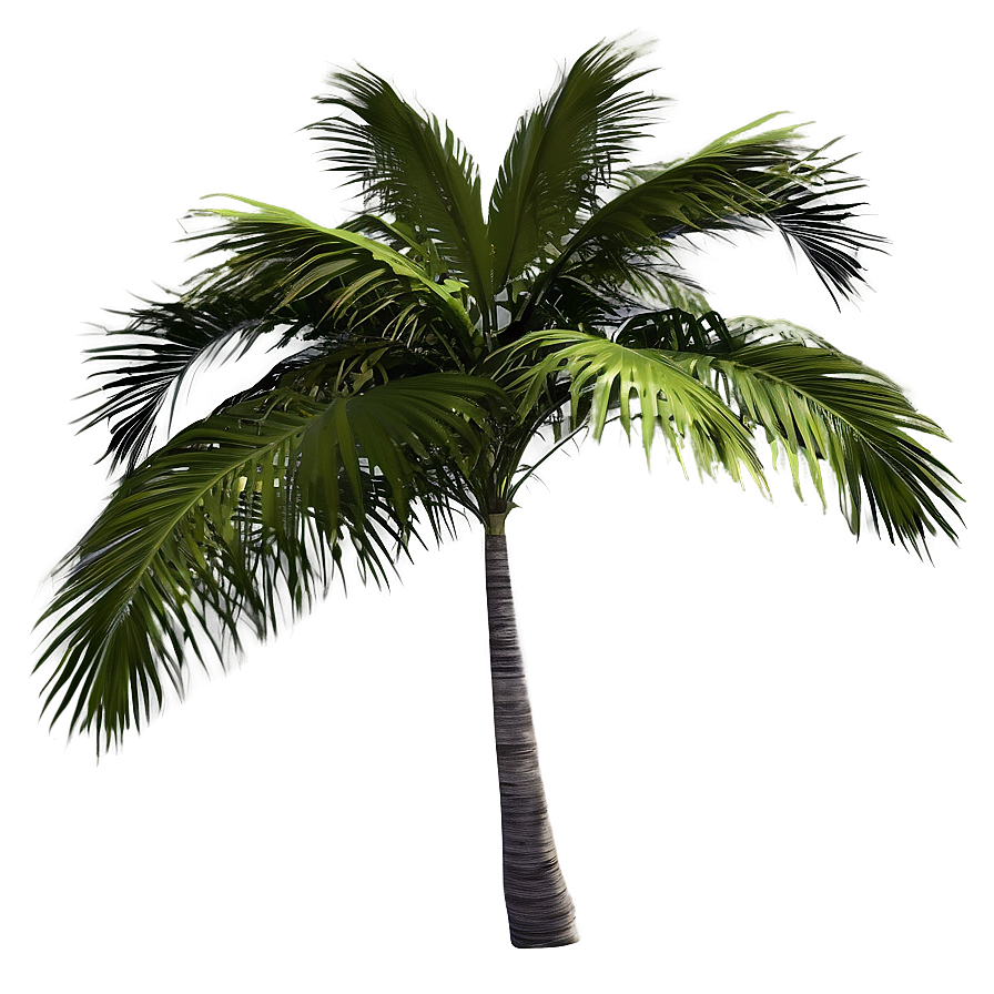 Tropical Island Palms Png Vuq38