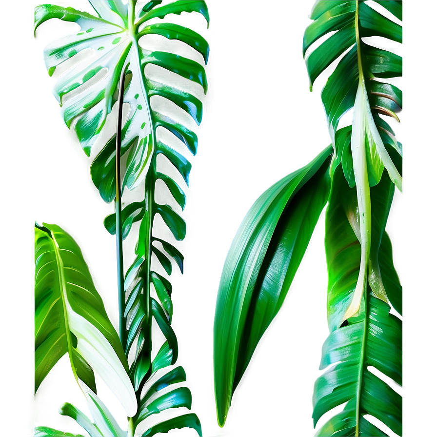 Tropical Leaf Isolated Png 06122024