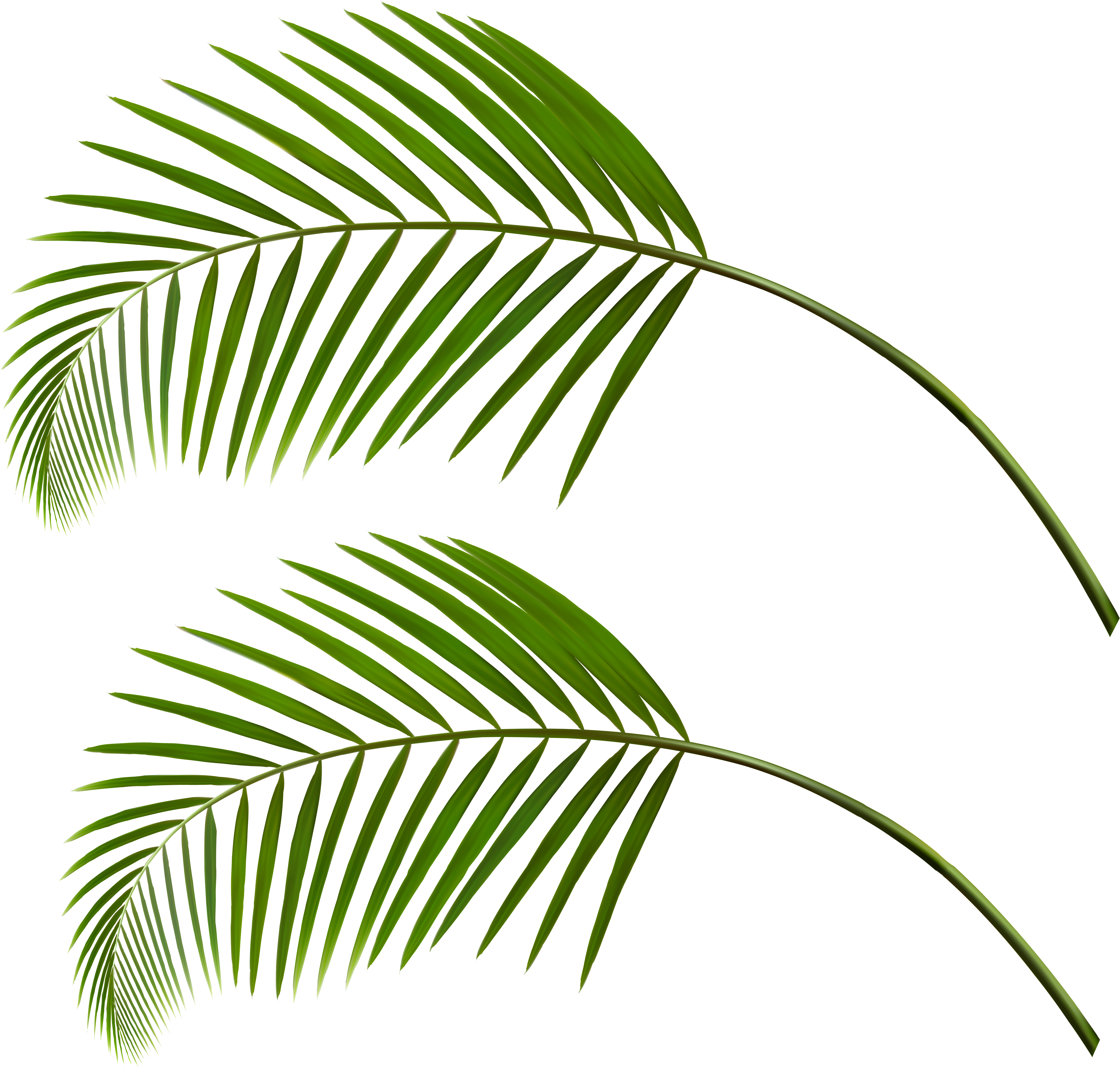 Tropical Palm Leaves Gray Background