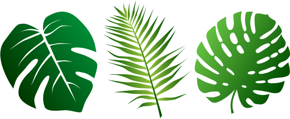 Tropical Palm Leaves Vector Illustration