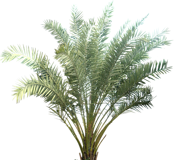 Tropical Palm Plant Isolated