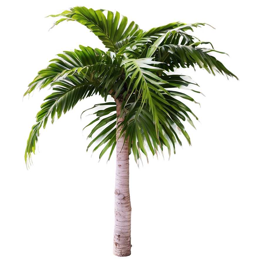 Tropical Palm Plants Png 2