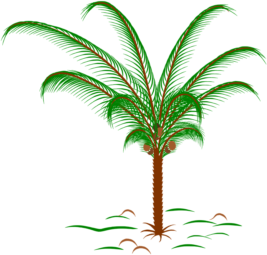 Tropical Palm Tree Illustration