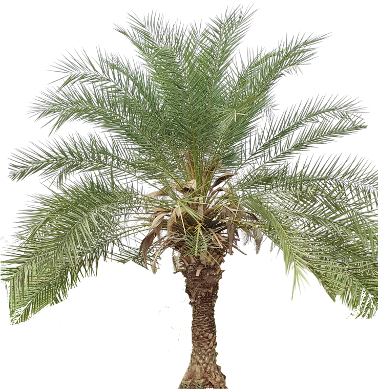 Tropical Palm Tree Isolated
