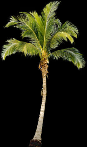 Tropical Palm Tree Isolated