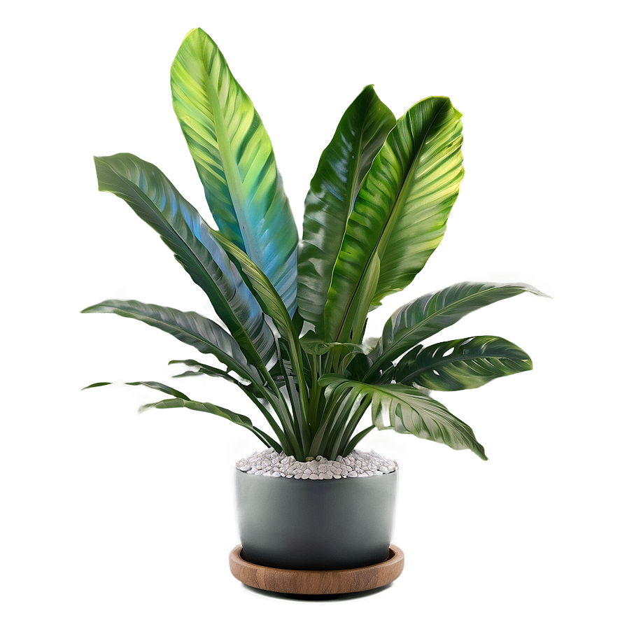 Tropical Plant Design Png 11