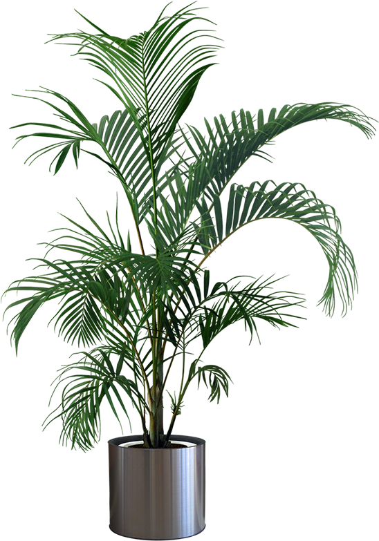 Tropical Plantin Silver Pot