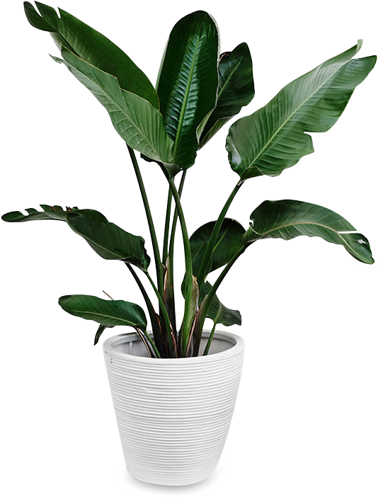 Tropical Plantin White Pot