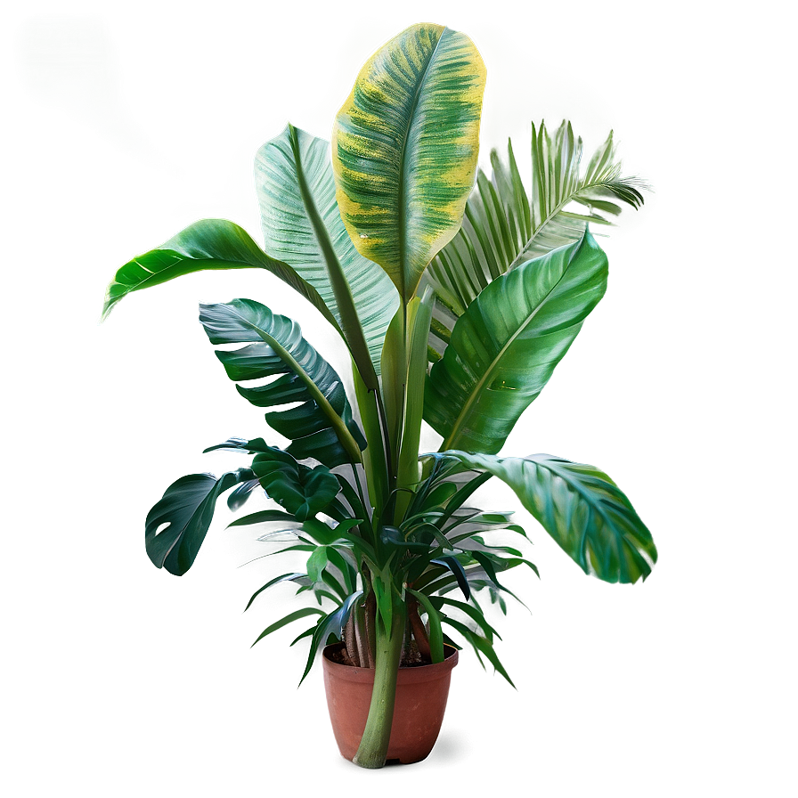 Tropical Plants C