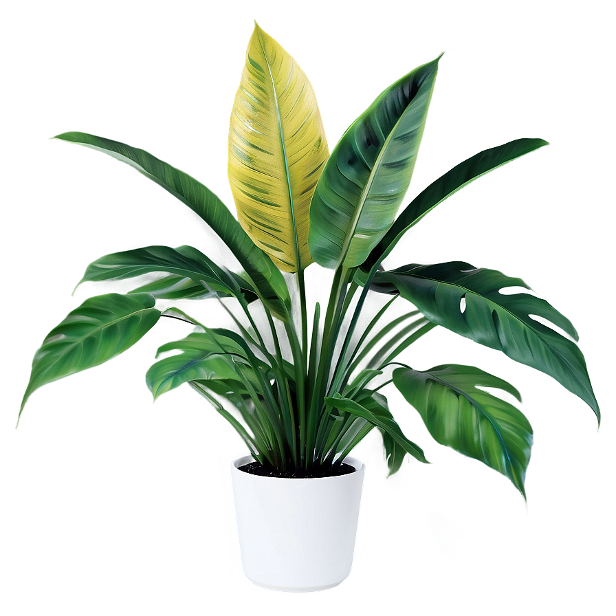 Tropical Plants Png Jke24