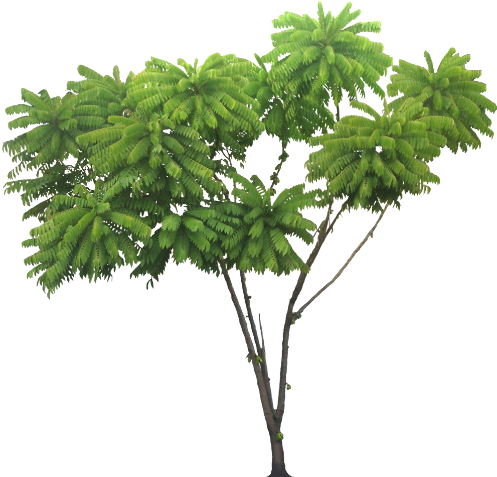 Tropical_ Rainforest_ Tree_ Isolated.png