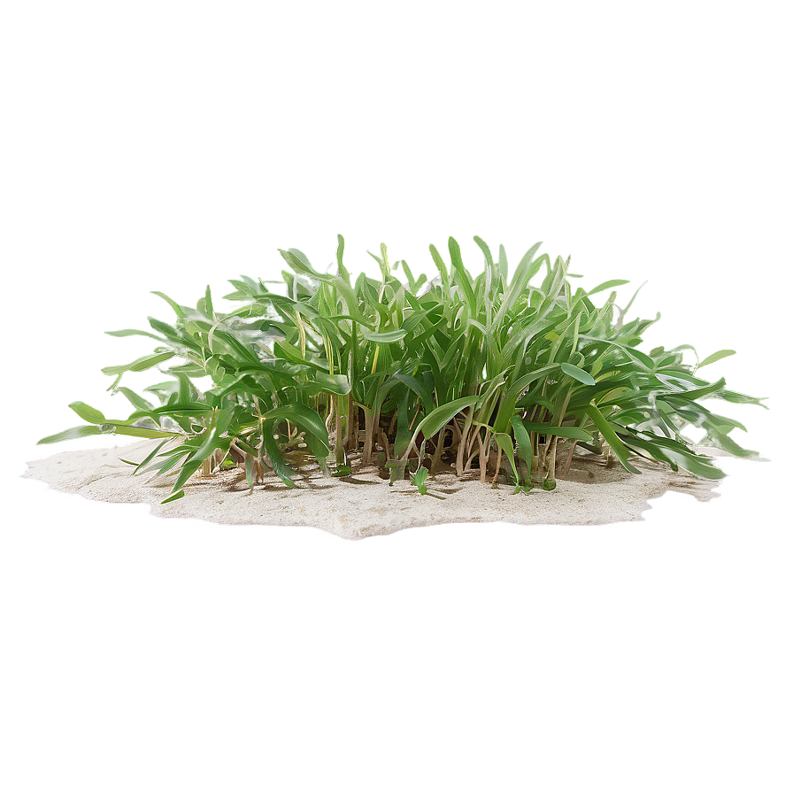 Tropical Seagrass Png 06292024