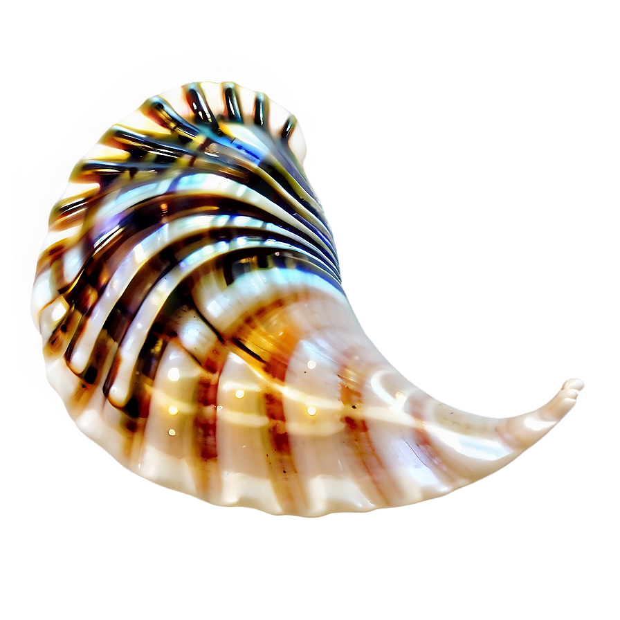 Tropical Seashell Design Png 05242024