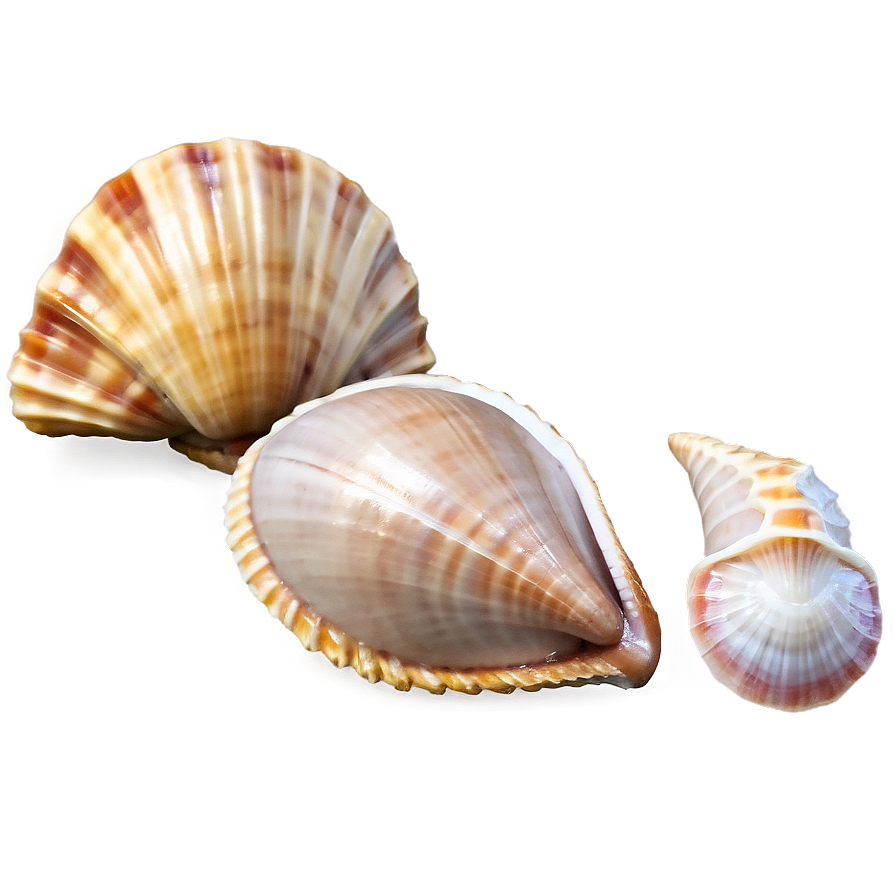 Tropical Seashells Png Dkm66