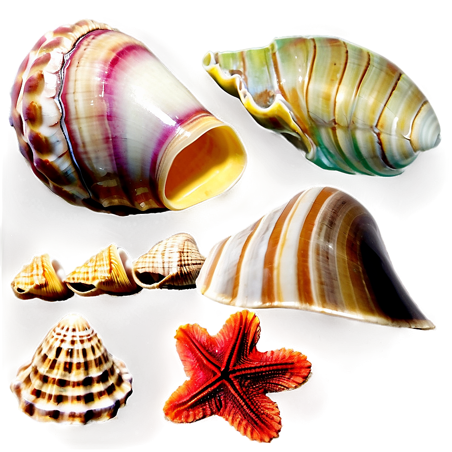 Tropical Shells Variety Png Xdc