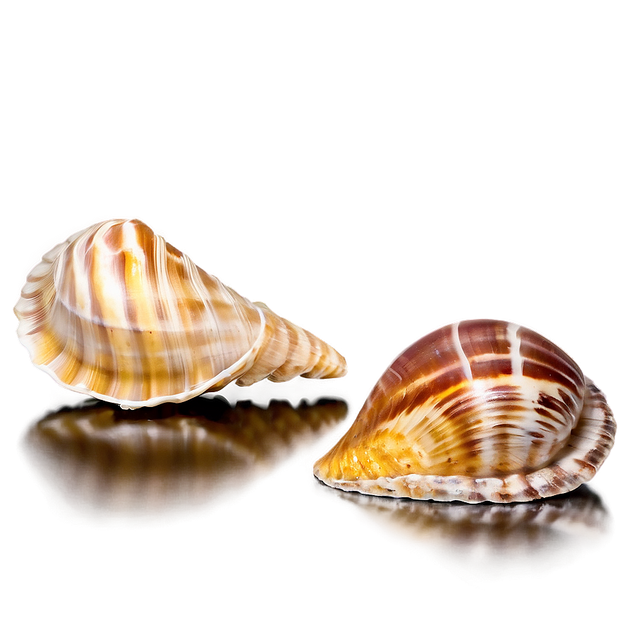 Tropical Shells Variety Png Yyp57