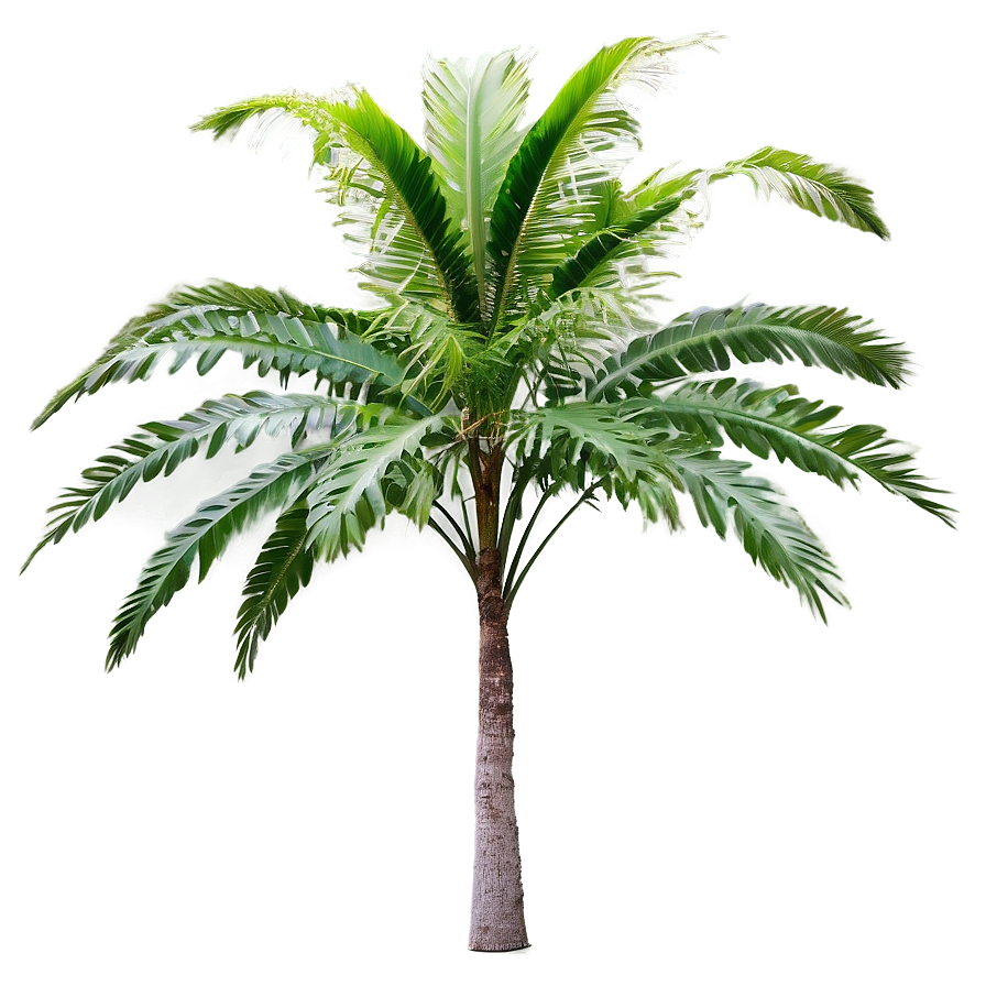 Tropical Tree Elevation Png 83