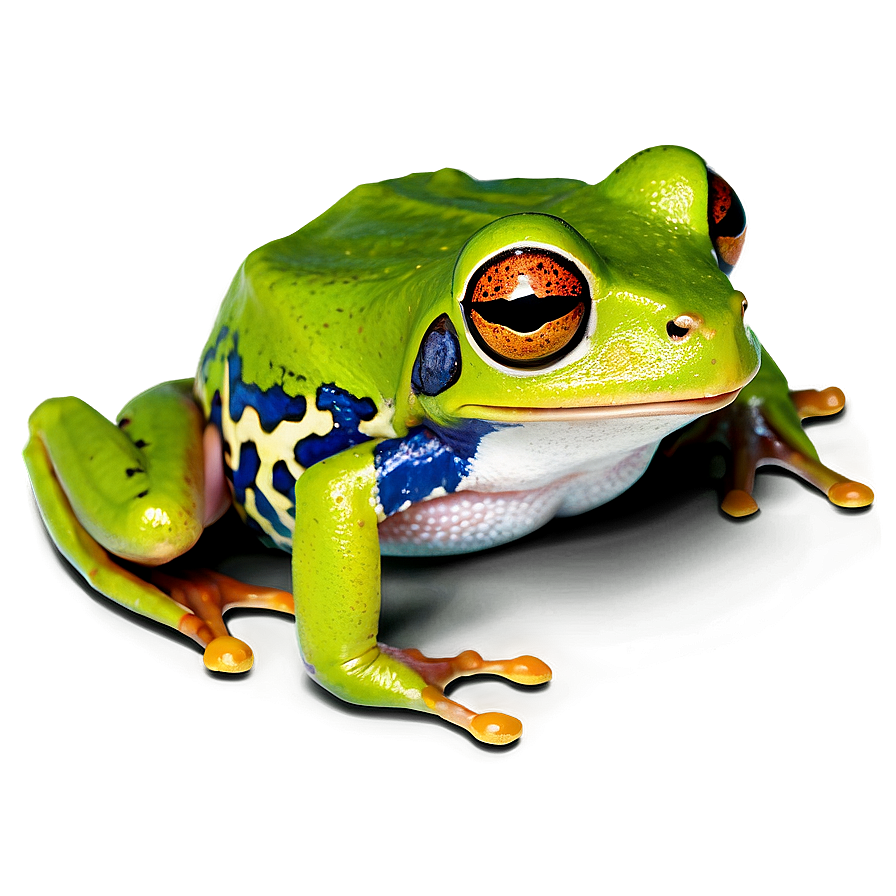 Tropical Tree Frog Png 36