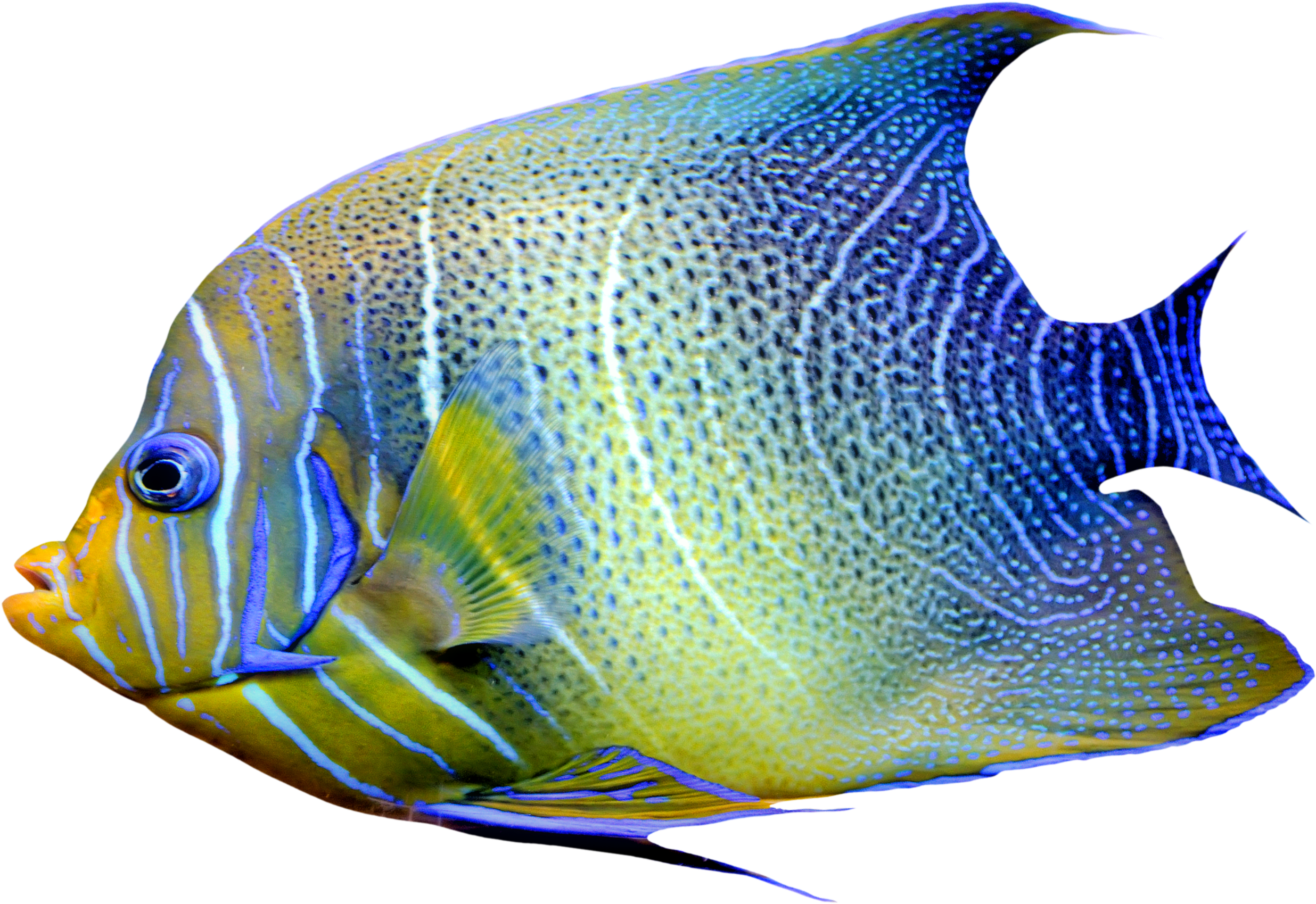 Tropical Yellow Blue Angelfish