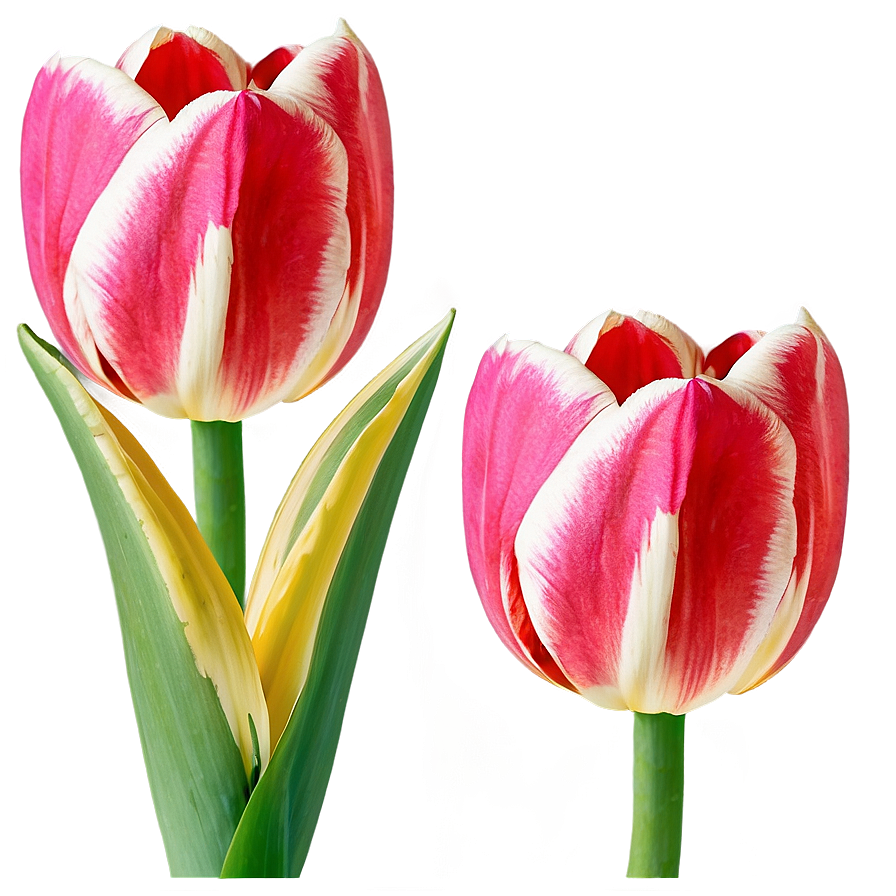 Tulip Bloom Png 05212024