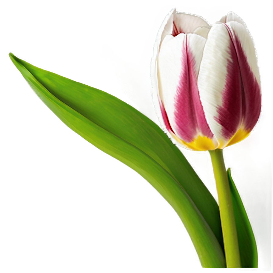 Tulip Bouquet Png Yfb