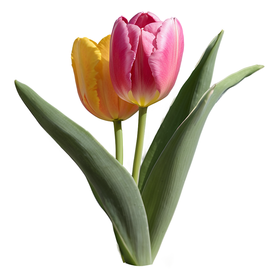 Tulip Closeup Png Qum