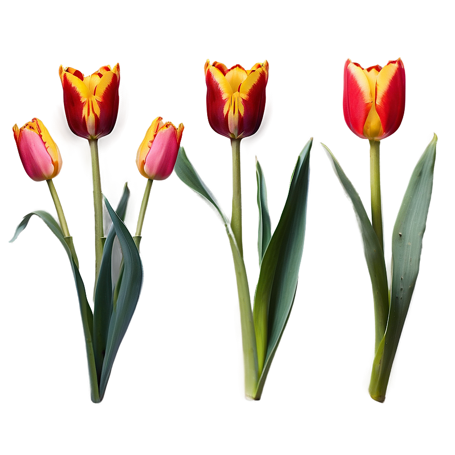 Tulip Crown Png Anu64