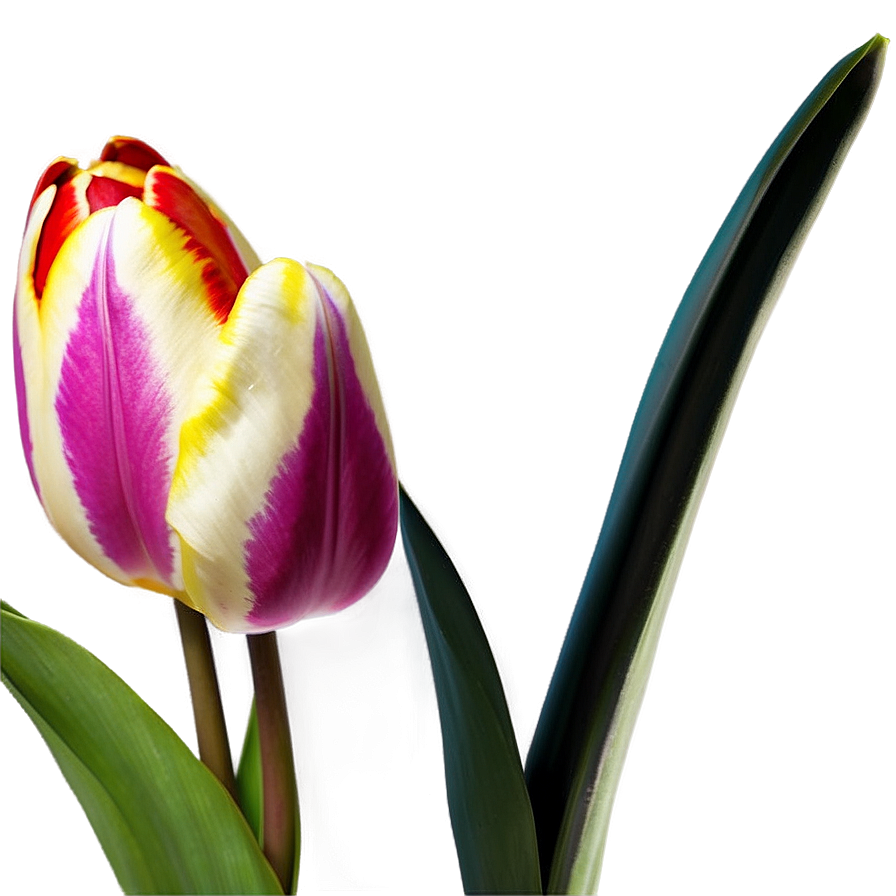 Tulip Fantasy Png 69