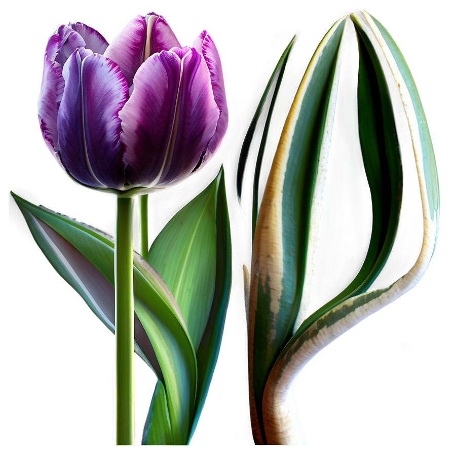 Tulip Fantasy Png 74