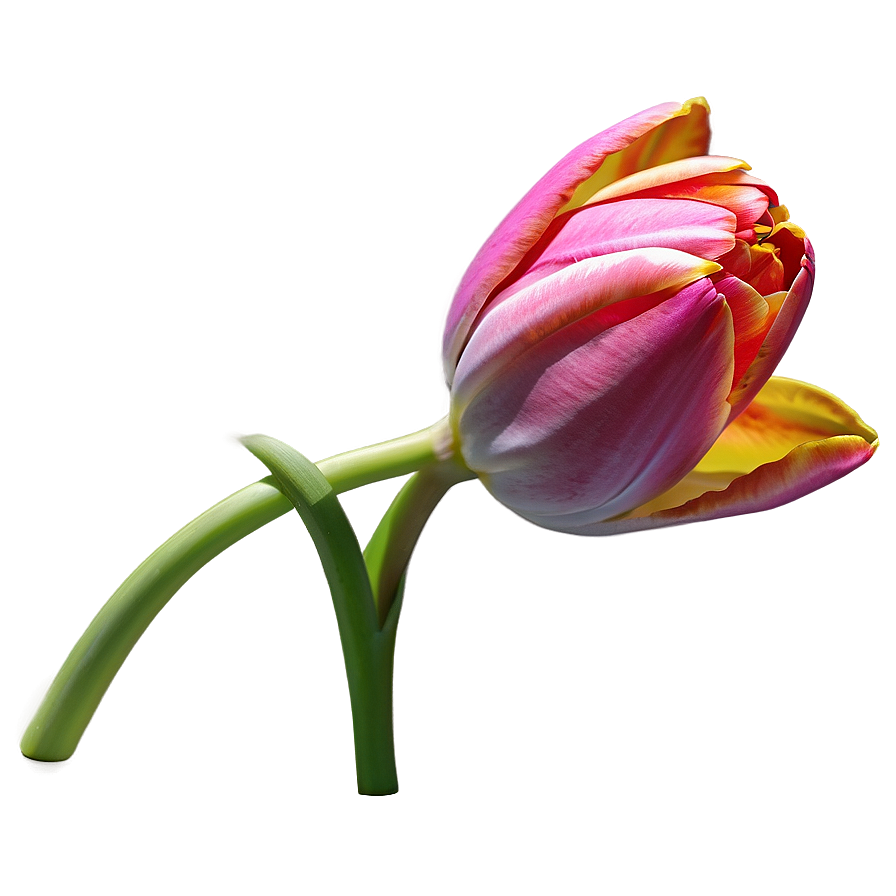 Tulip Fantasy Png Neb3