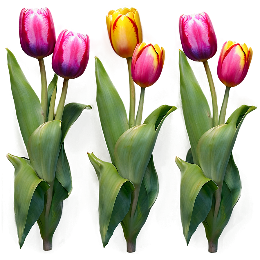 Tulip Field Png Hsm34