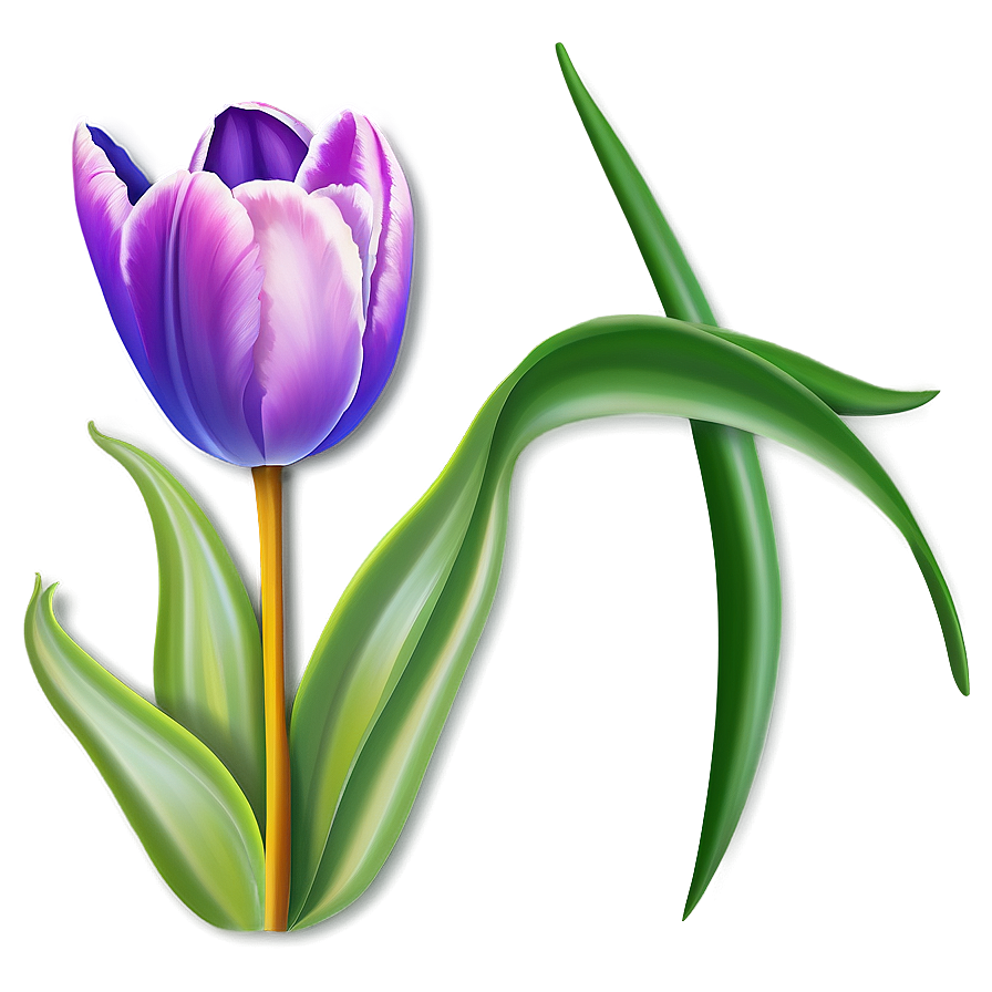 Tulip Flower Drawing Png 24